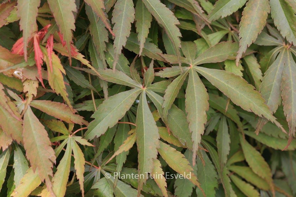 Acer palmatum 'Hime-chidori'