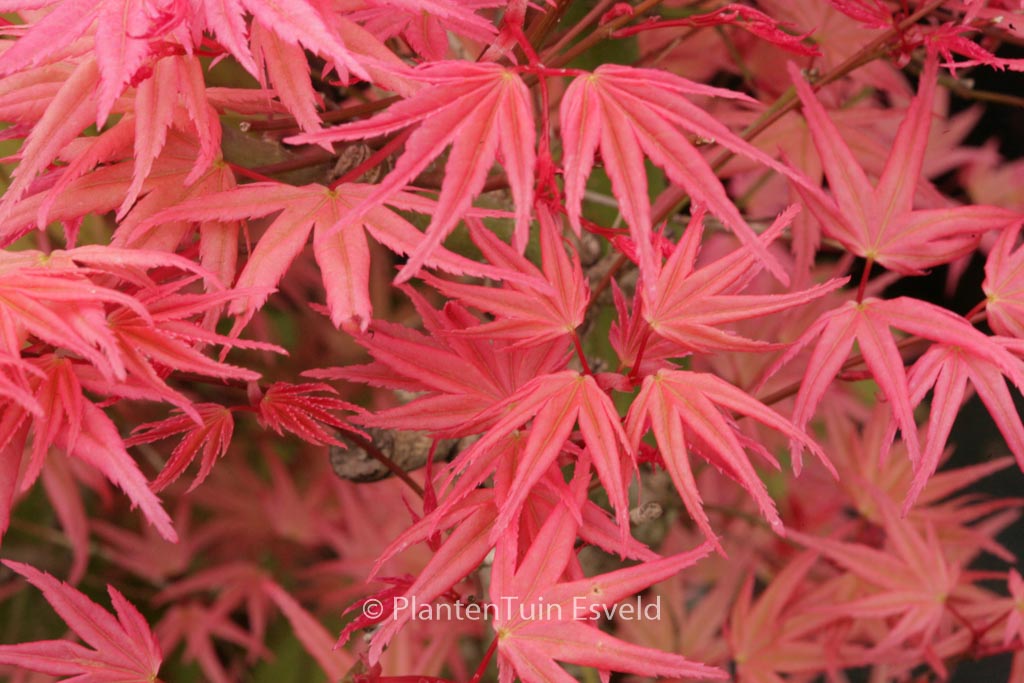 Acer palmatum 'Hino-tori-nishiki'