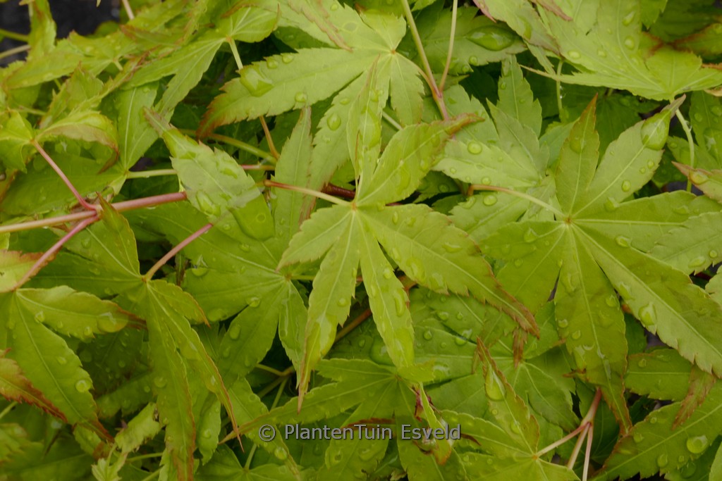 Acer palmatum 'Hoshi zora'