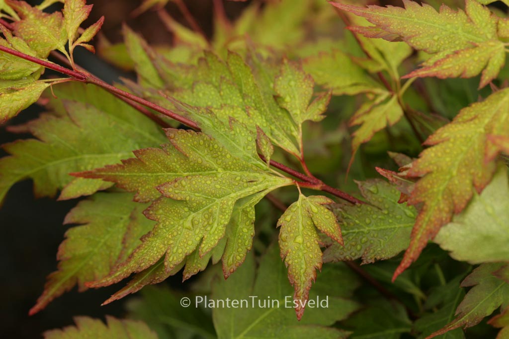 Acer palmatum 'Hosoba-koshimino'