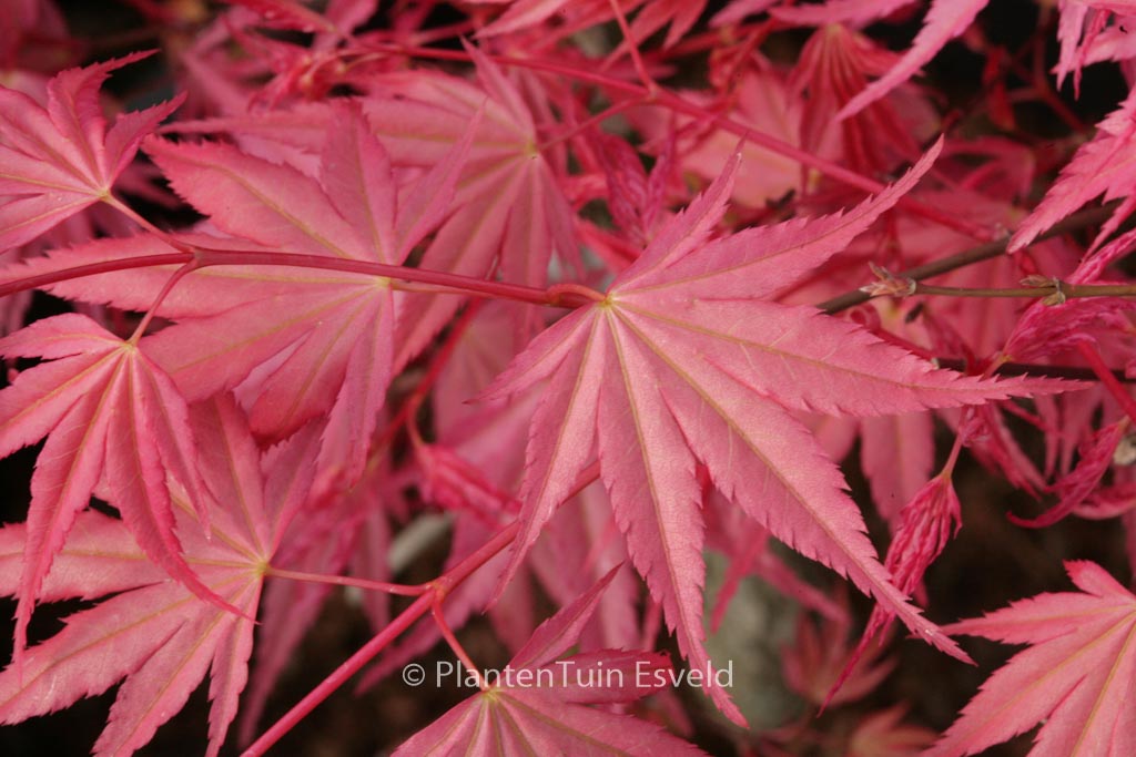 Acer palmatum 'Isobel'