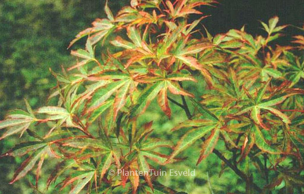Acer palmatum 'Itami-nishiki'