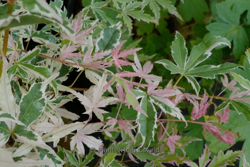 Acer palmatum 'Iyoshi'