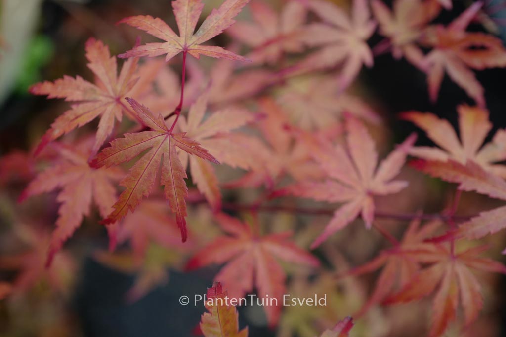 Acer palmatum 'JWW8' (BUTTERSCOTCH)