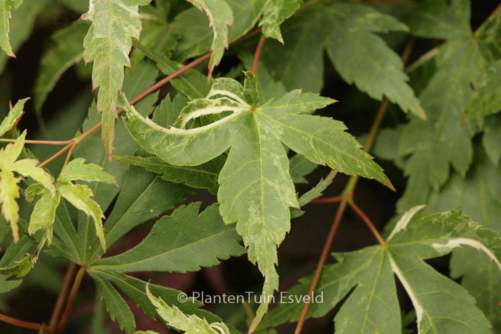 Acer palmatum 'Kingsville Variegated'