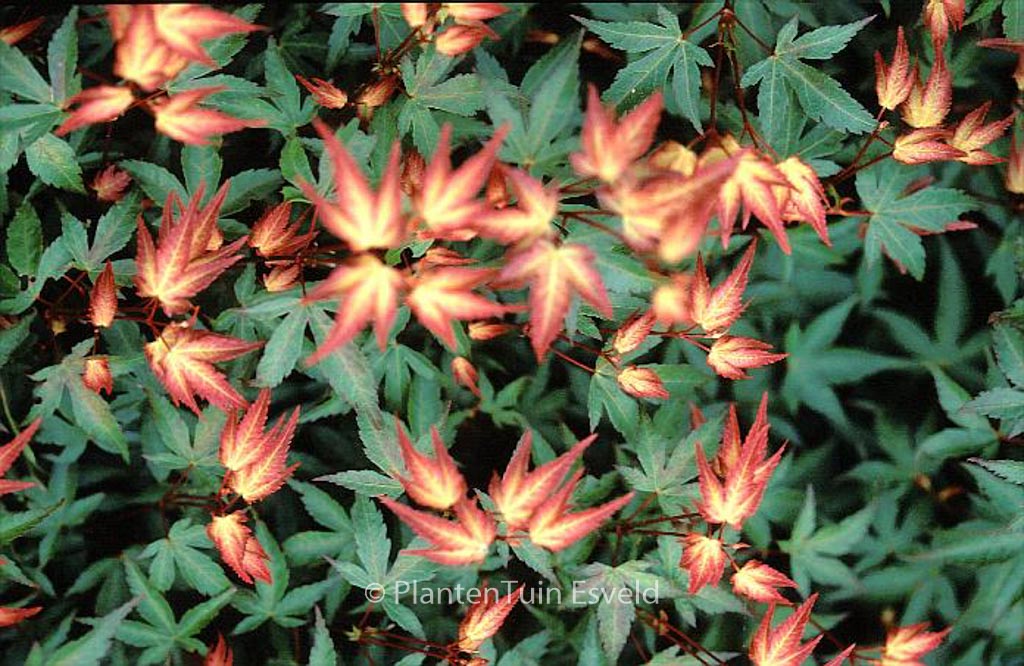 Acer palmatum 'Komachi-hime'