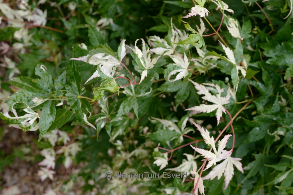 Acer palmatum 'Kotobuki'