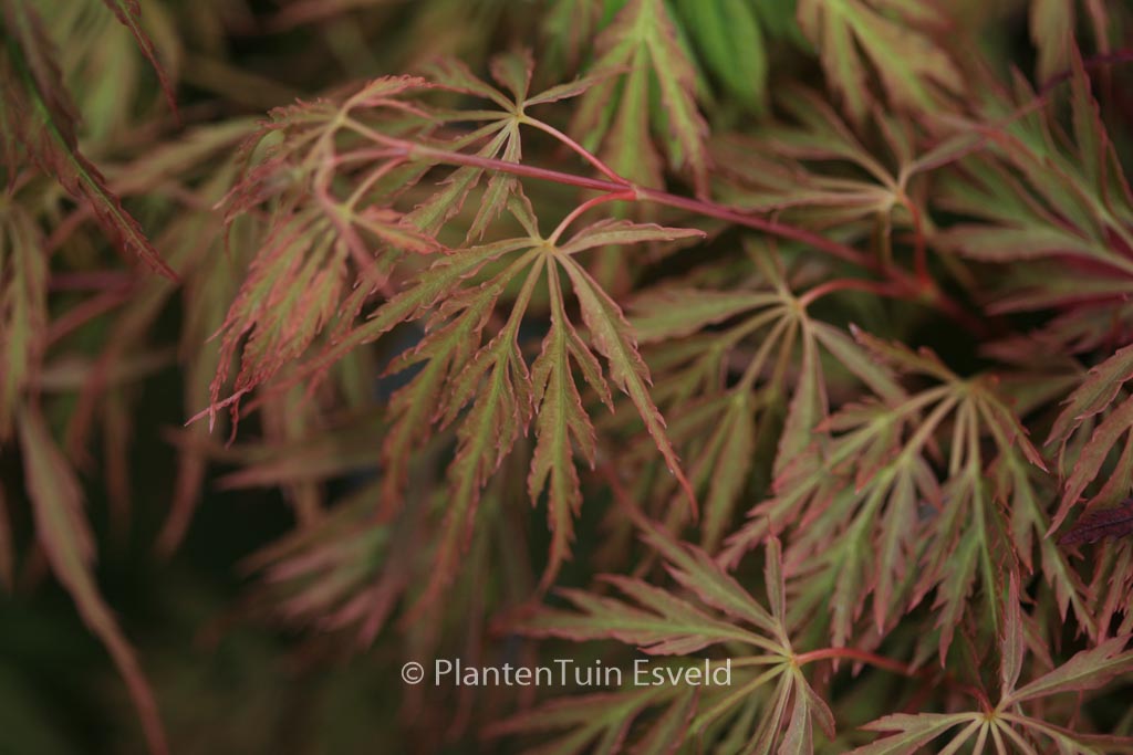 Acer palmatum 'Koyo-ao-shidare'