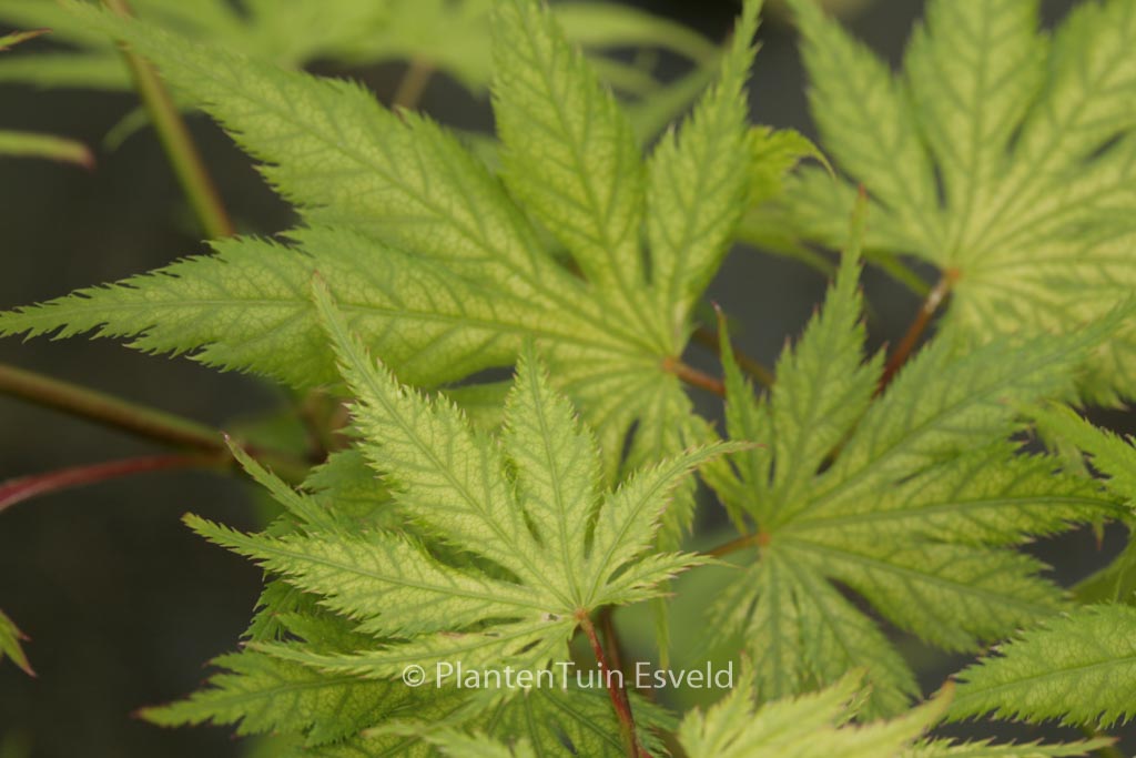 Acer palmatum 'Koyuki'