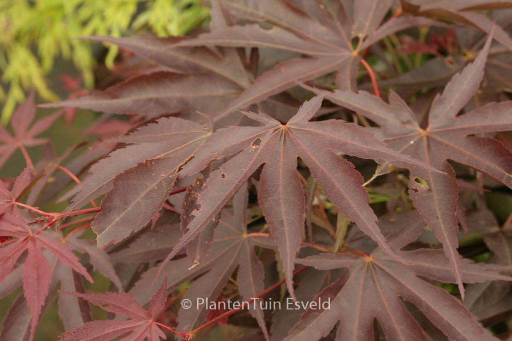 Acer palmatum 'Kuni-no-sato'