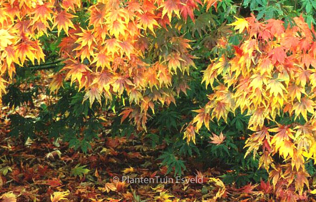 Acer palmatum 'Kurabu-yama'