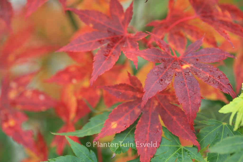 Acer palmatum 'Kuzu'