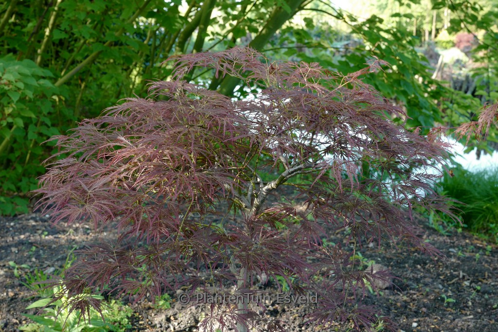 Acer palmatum 'Laura's Love'