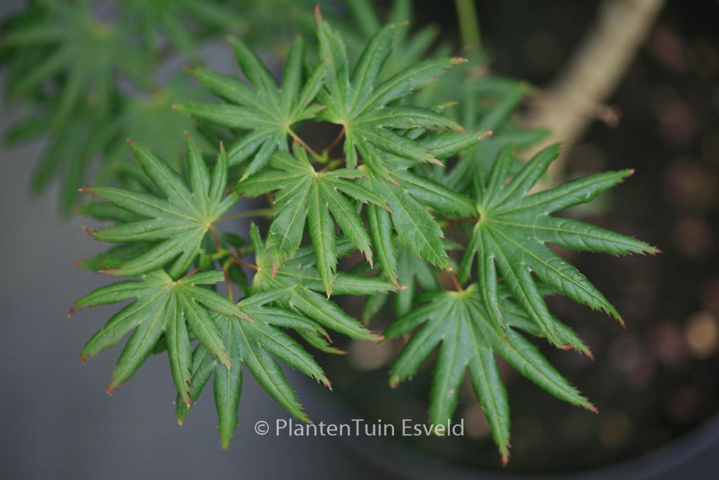 Acer palmatum 'Little Green Star'