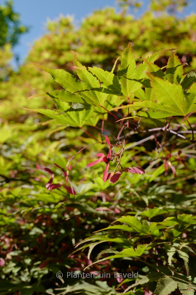 Acer palmatum 'Matsu-Kaze'
