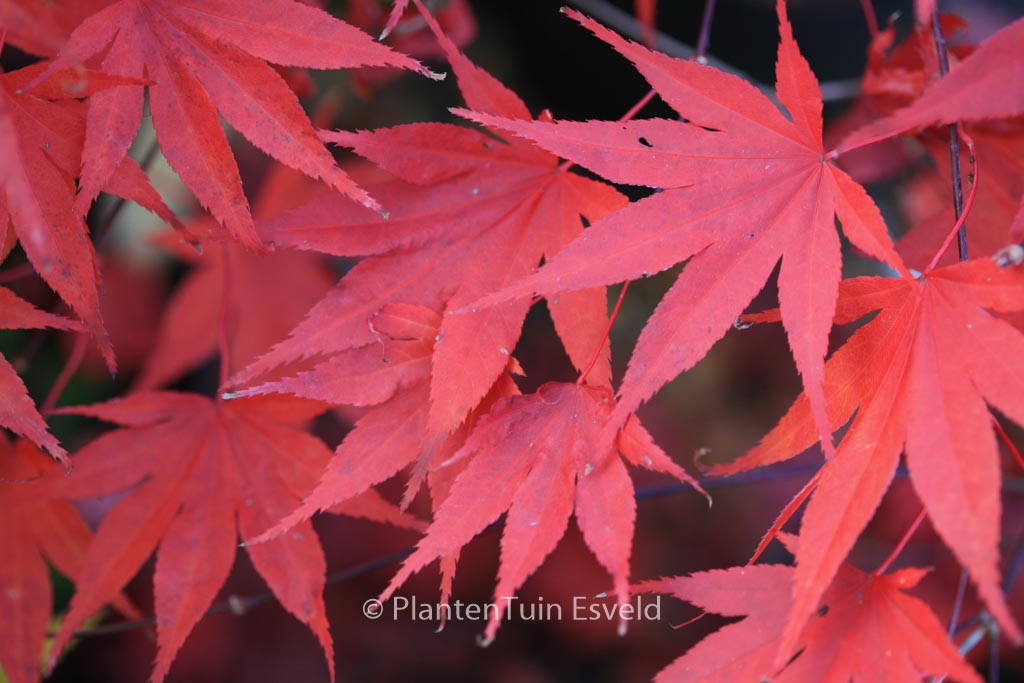 Acer palmatum 'Murasaki-iroha'
