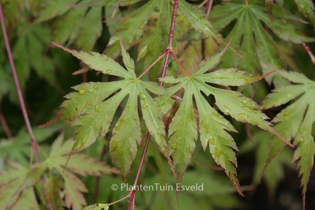 Acer palmatum 'Nagisa-hime'