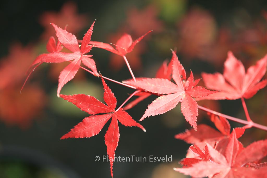 Acer palmatum 'Oriental Mystery'