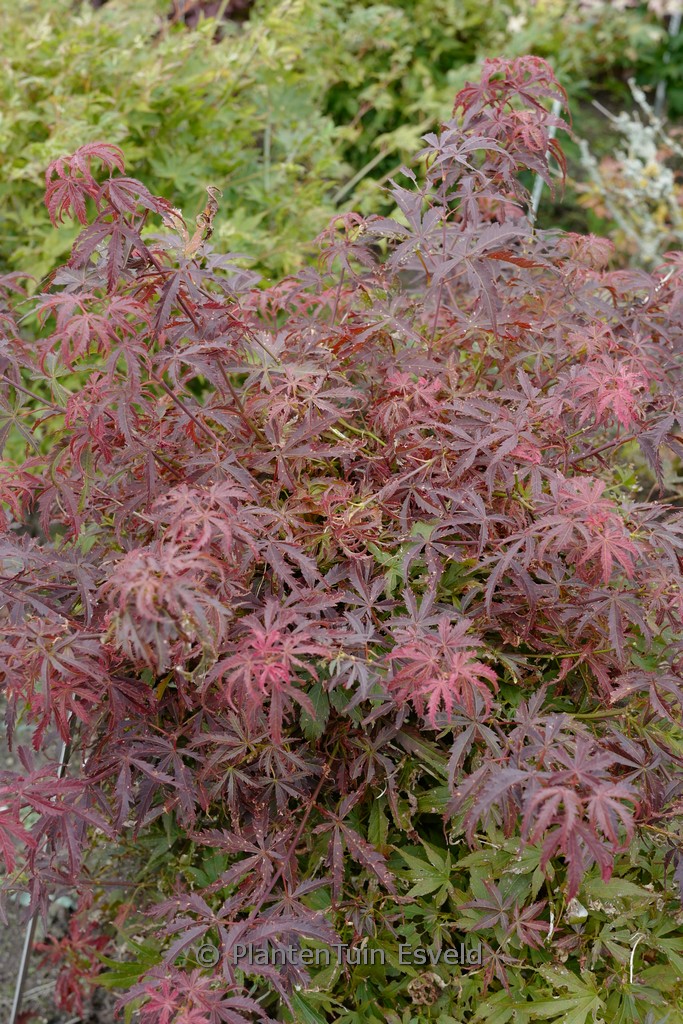 Acer palmatum 'Orion'