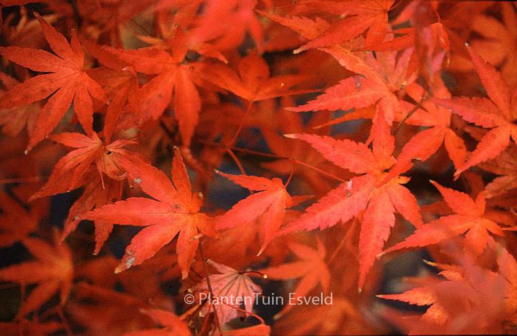 Acer palmatum 'Pine Bark'
