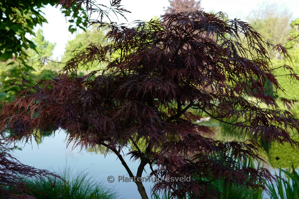 Acer palmatum 'Pleasant Surprise'