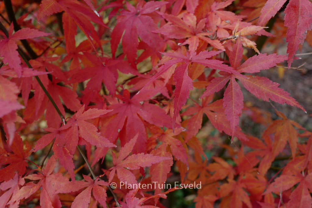 Acer palmatum 'Purple Glory'