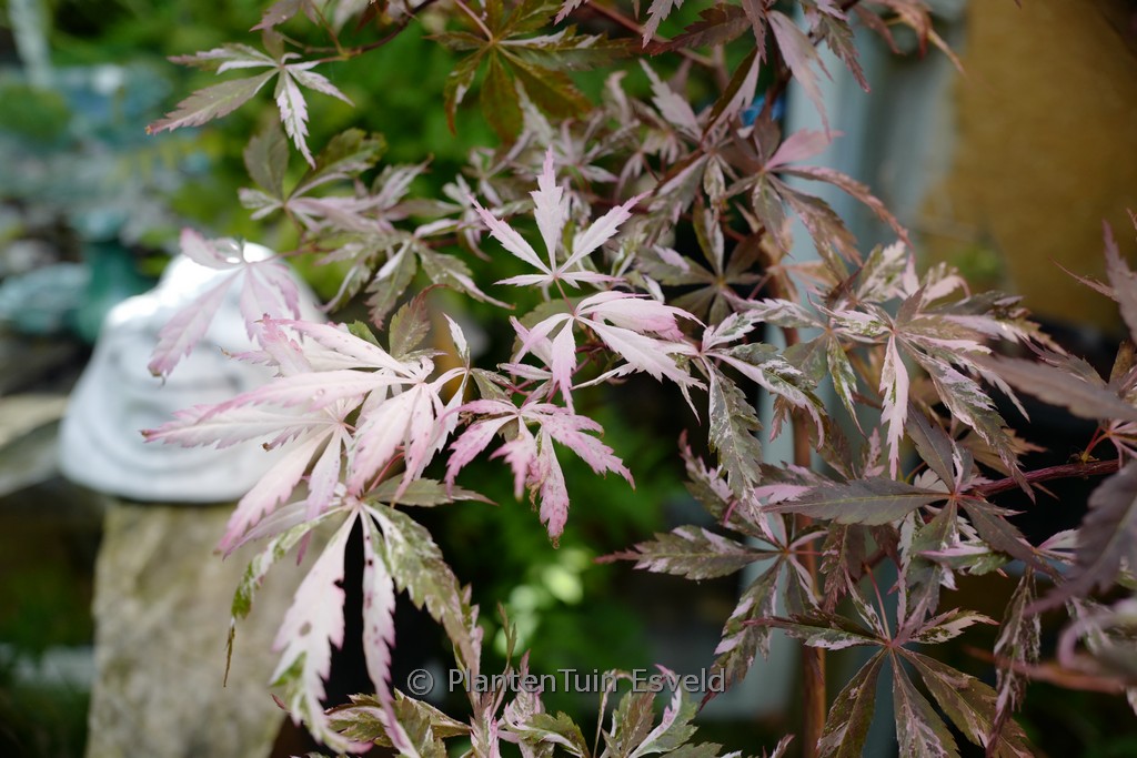Acer palmatum 'Rainbow Sister'
