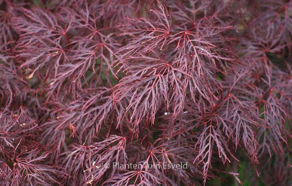 Acer palmatum 'Red Filigree Lace'