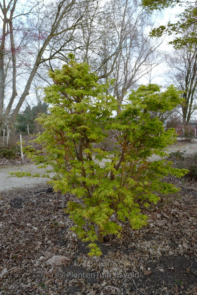 Acer palmatum 'Red Wood'