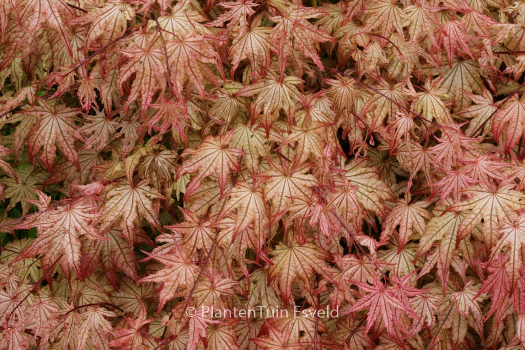 Acer palmatum 'Reticulatum Como'