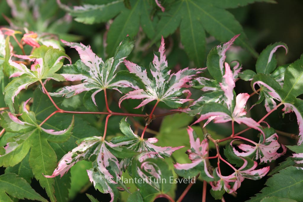 Acer palmatum 'Rokugatsu-en-nishiki'