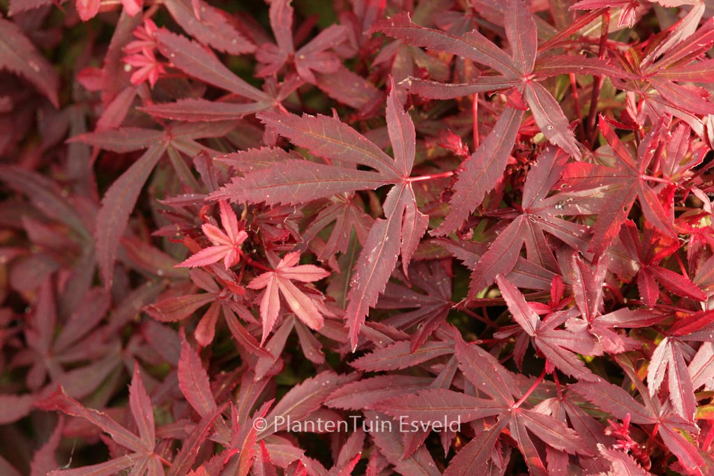 Acer palmatum 'Royle'