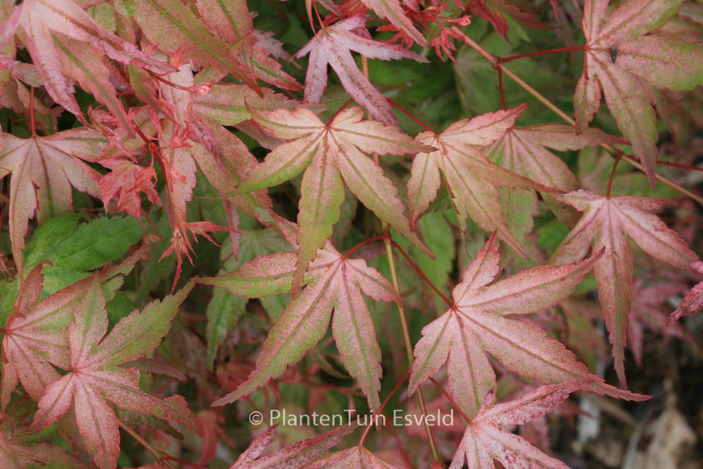 Acer palmatum 'Ruben'