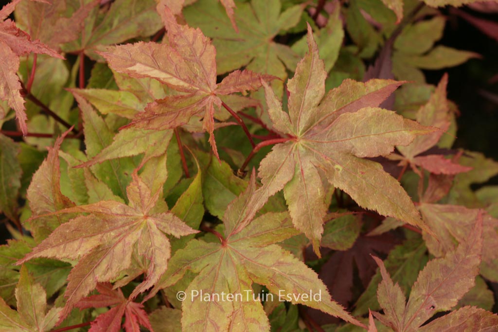 Acer palmatum 'Rugose'