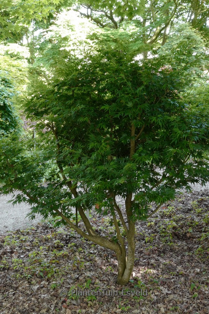 Acer palmatum 'Ryoku-ryu'