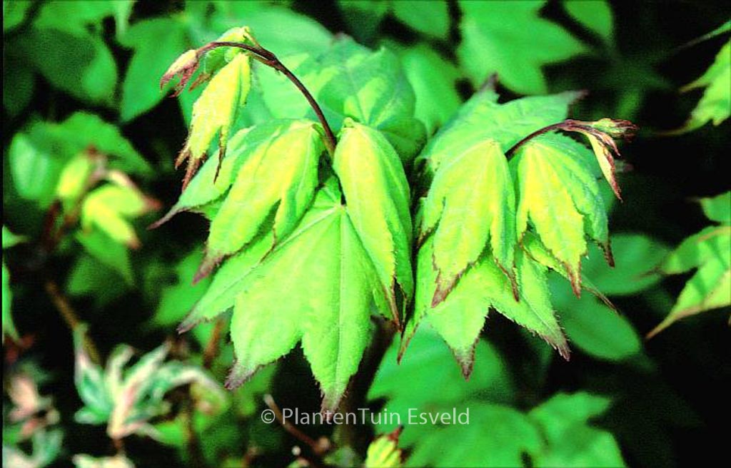 Acer palmatum 'Satsuki-beni'
