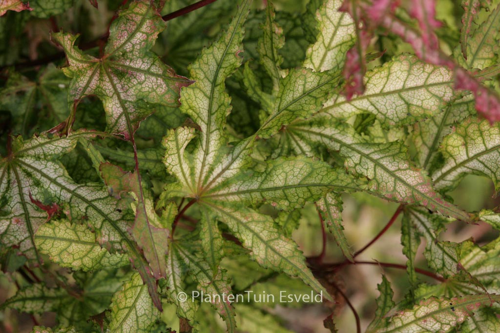 Acer palmatum 'Sawa-chidori'