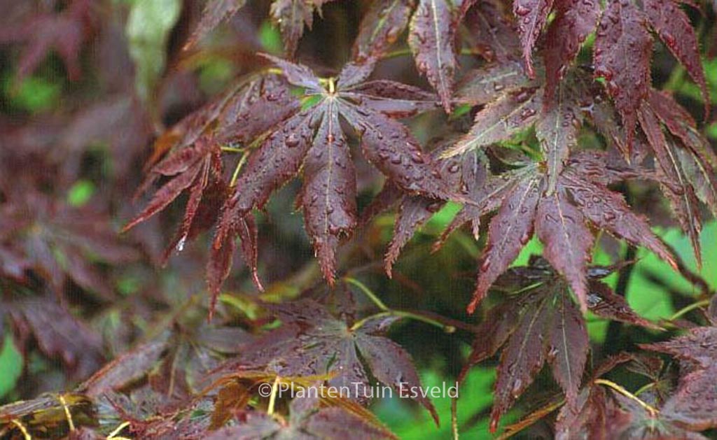 Acer palmatum 'Semi-no-hane'