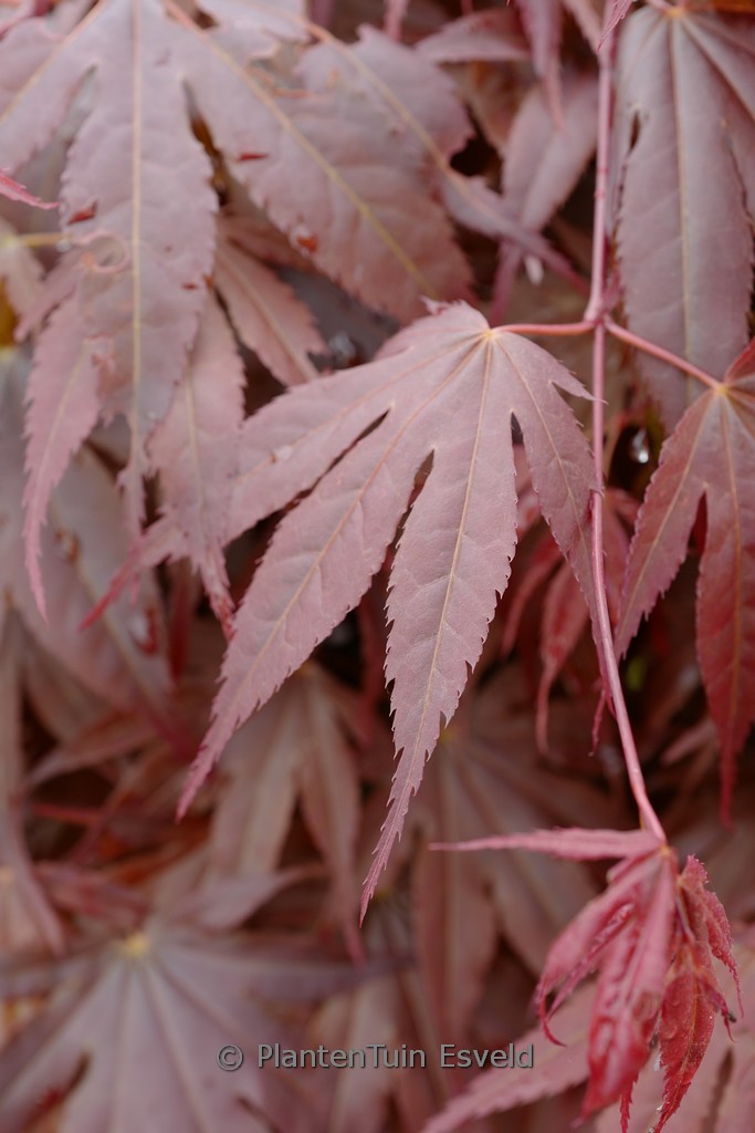 Acer palmatum 'Sensu'