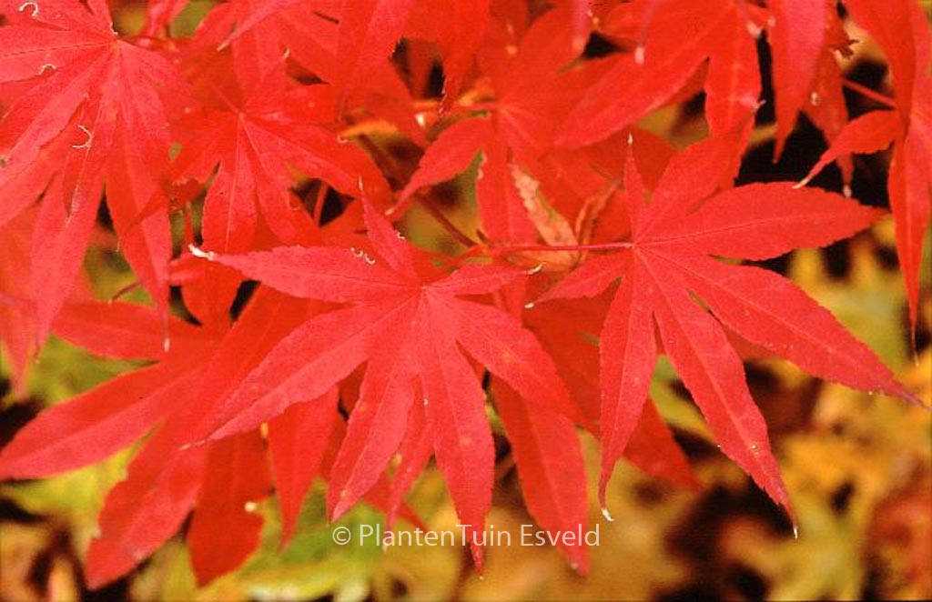 Acer palmatum 'Sharon'