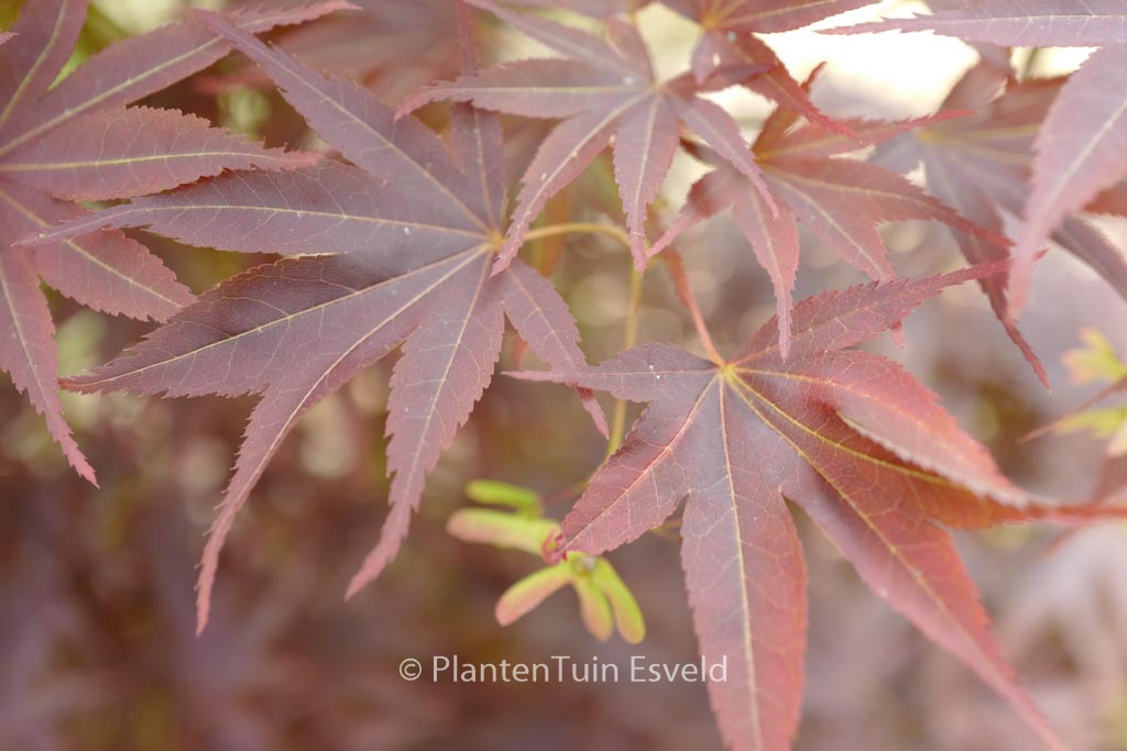Acer palmatum 'She Katy'