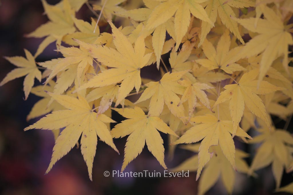 Acer palmatum 'Shidava Gold'