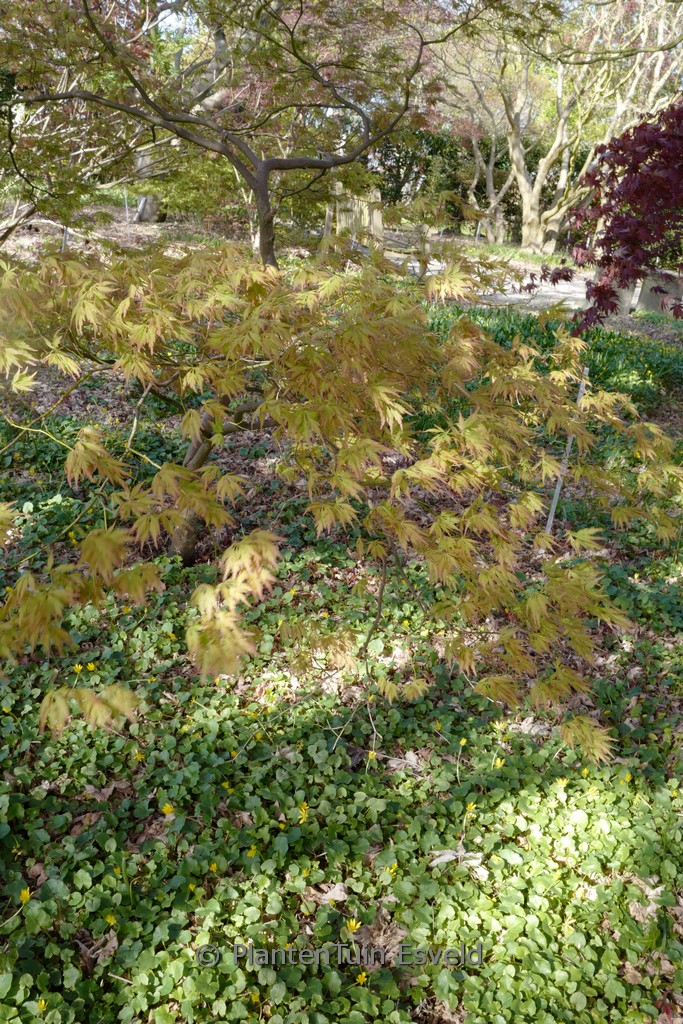 Acer palmatum 'Shigure-bato'