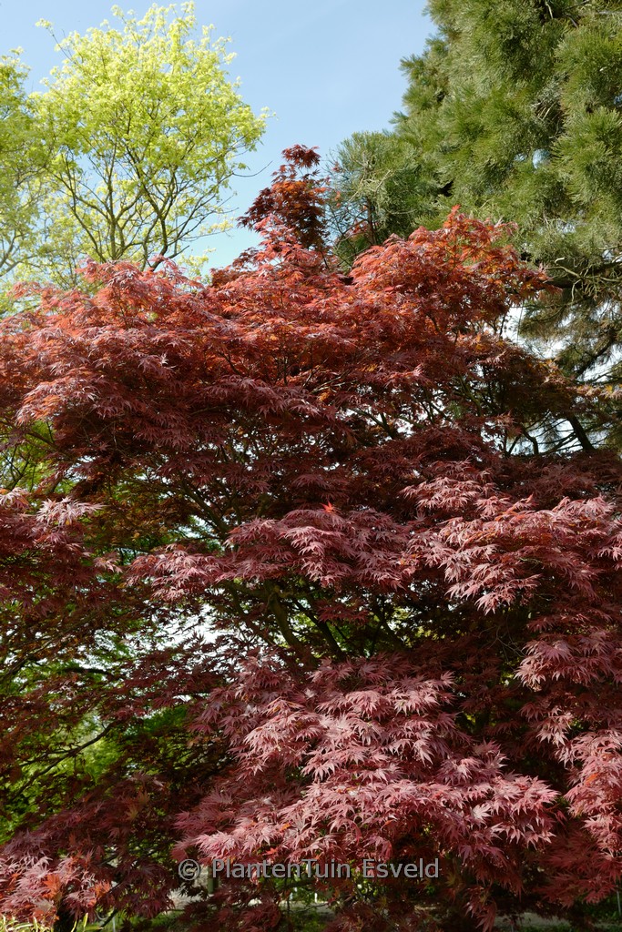 Acer palmatum 'Shikage-ori-nishiki'