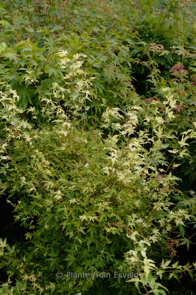 Acer palmatum 'Shiro-fu-nishiki'