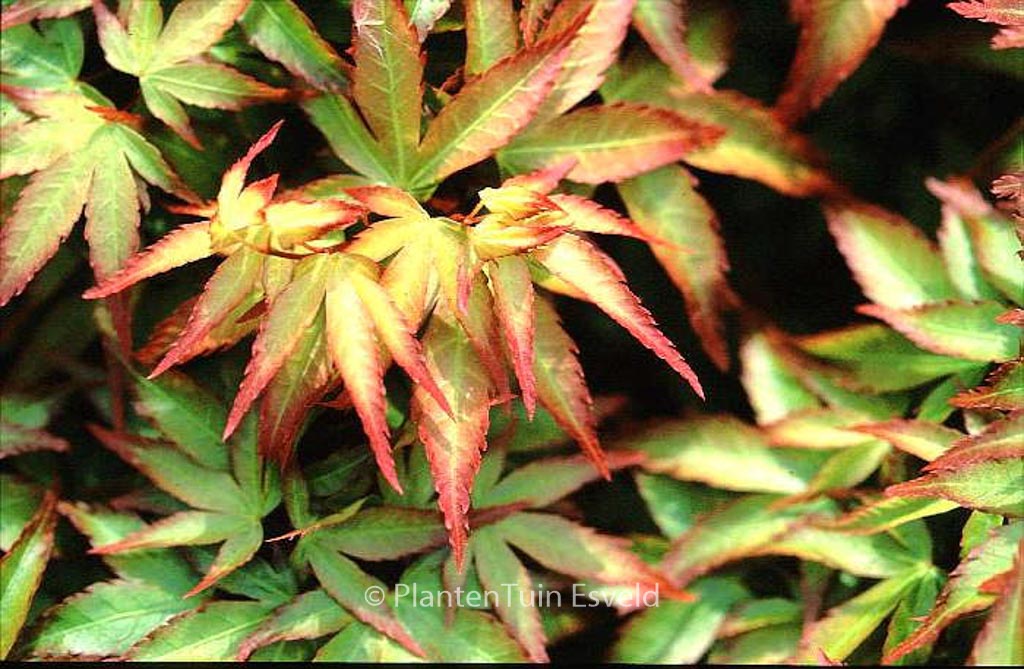 Acer palmatum 'Shishi hime'