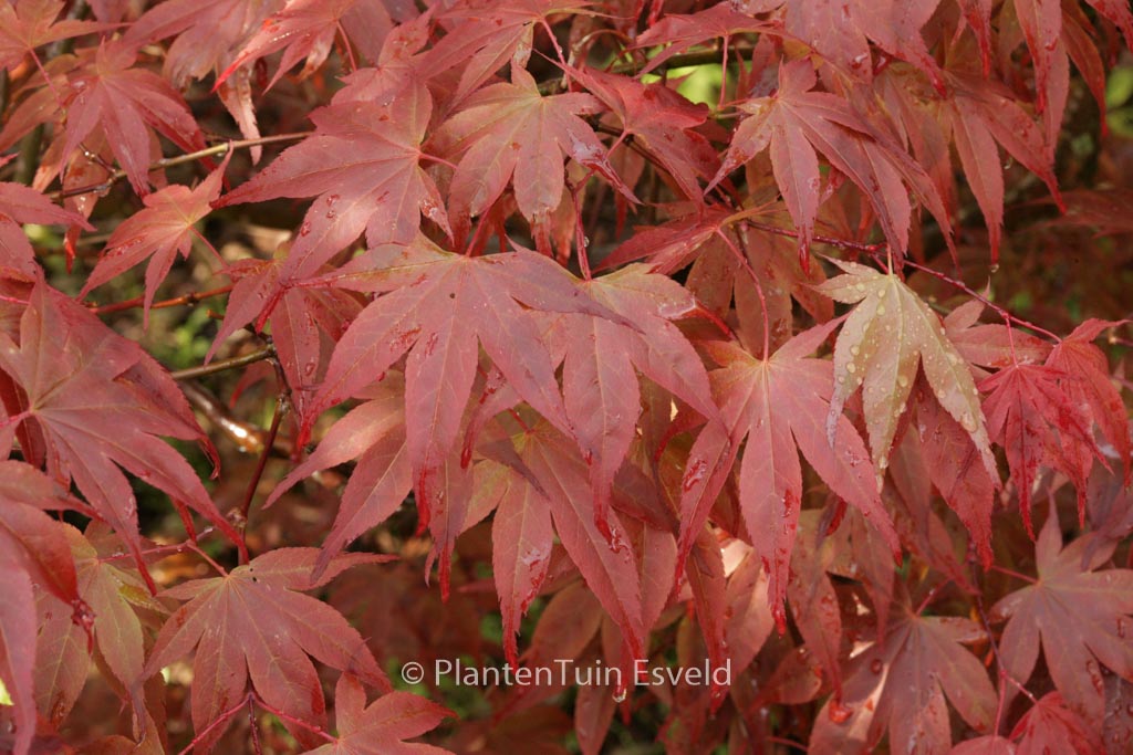 Acer palmatum 'Shishighosan'
