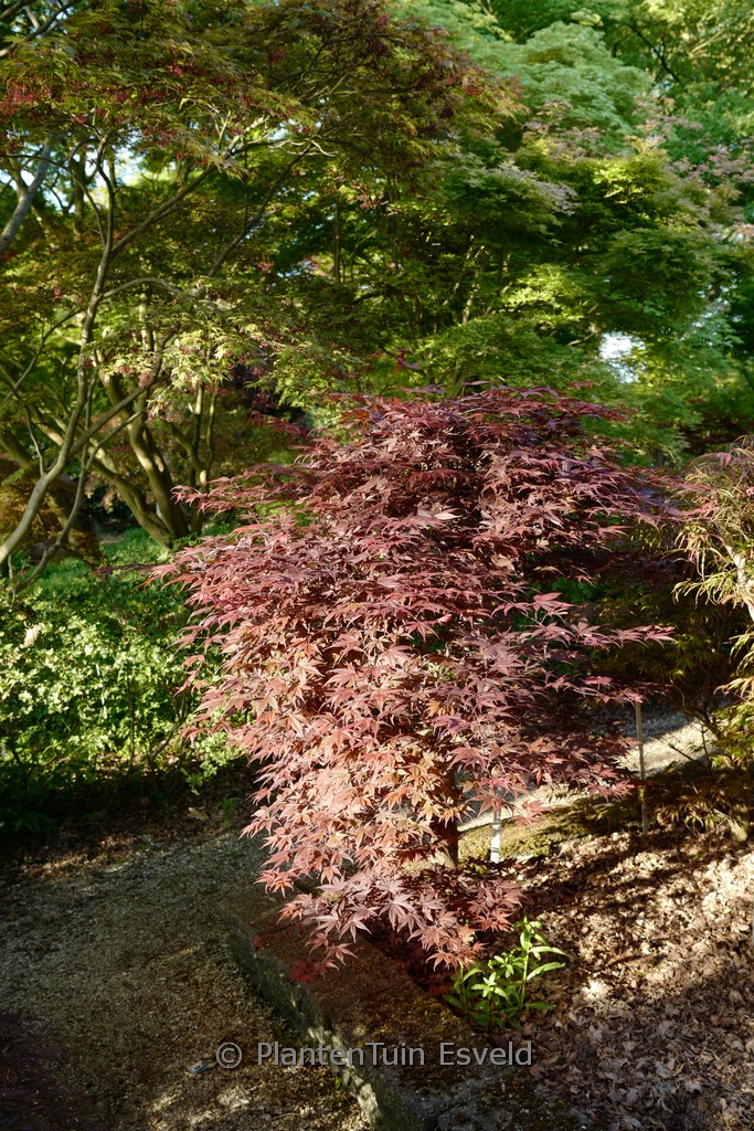 Acer palmatum 'Shohjoh'