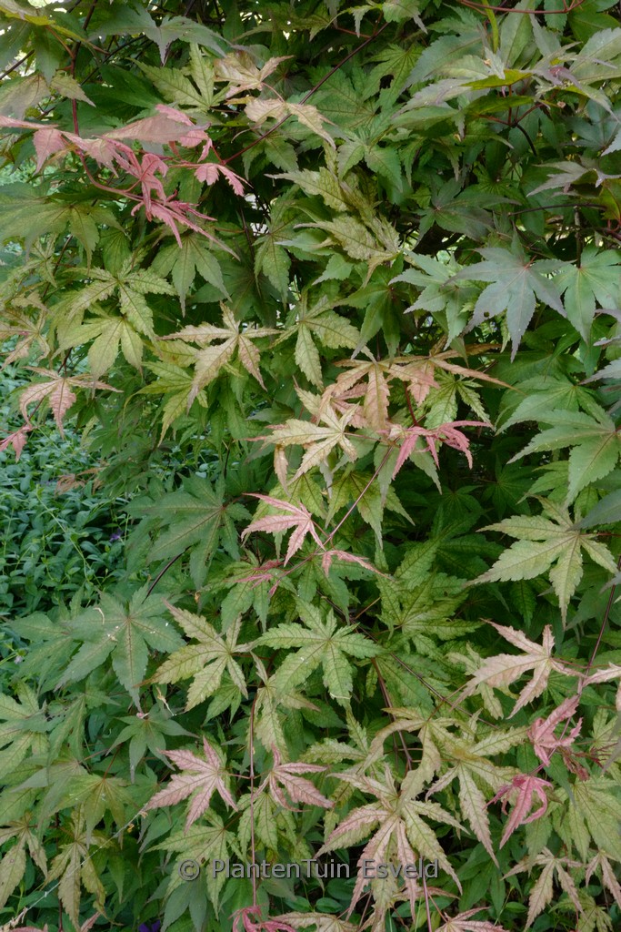 Acer palmatum 'Spring Copper Glow'