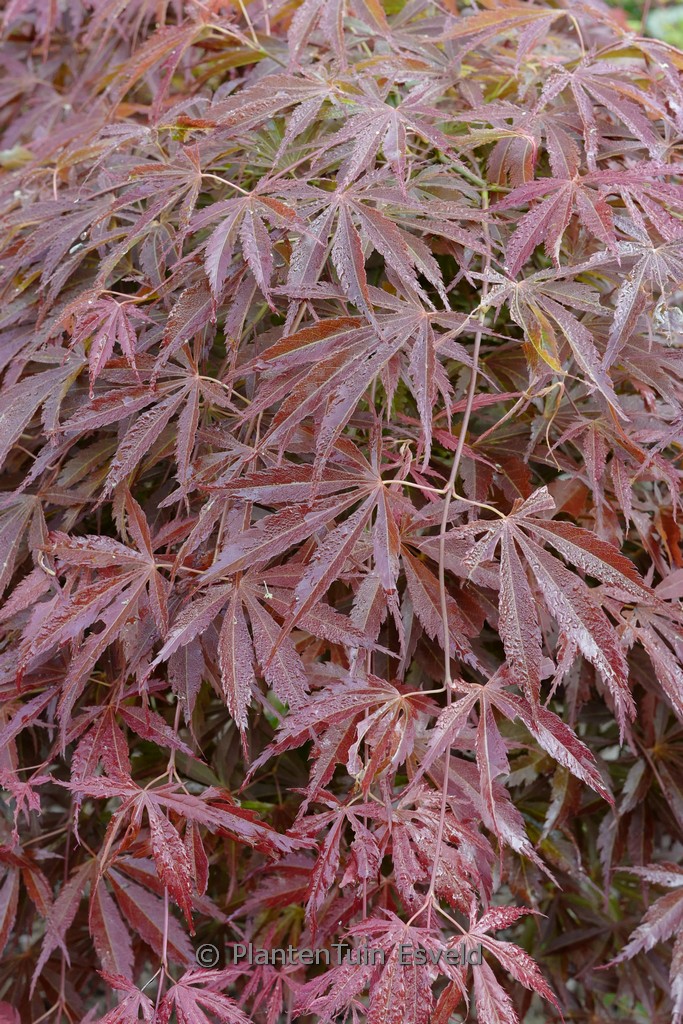 Acer palmatum 'St. Jean'